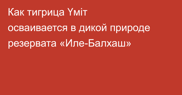 Как тигрица Үміт осваивается в дикой природе резервата «Иле-Балхаш»