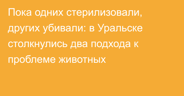 Пока одних стерилизовали, других убивали: в Уральске столкнулись два подхода к проблеме животных