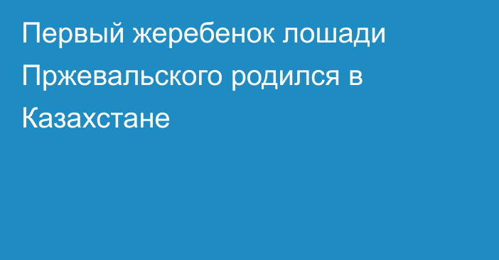 Первый жеребенок лошади Пржевальского родился в Казахстане