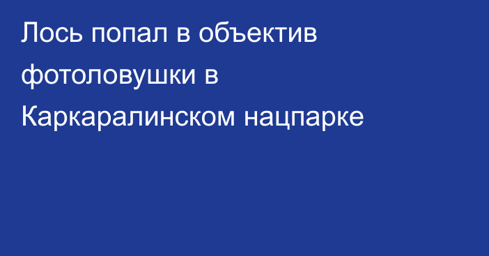 Лось попал в объектив фотоловушки в Каркаралинском нацпарке