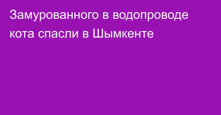 Замурованного в водопроводе кота спасли в Шымкенте